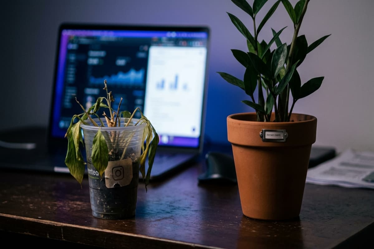 Small wilting plant in a rented cup beside a thriving plant in an owned pot
